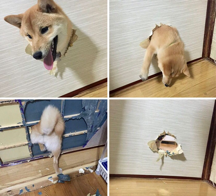 The Shiba Redemption