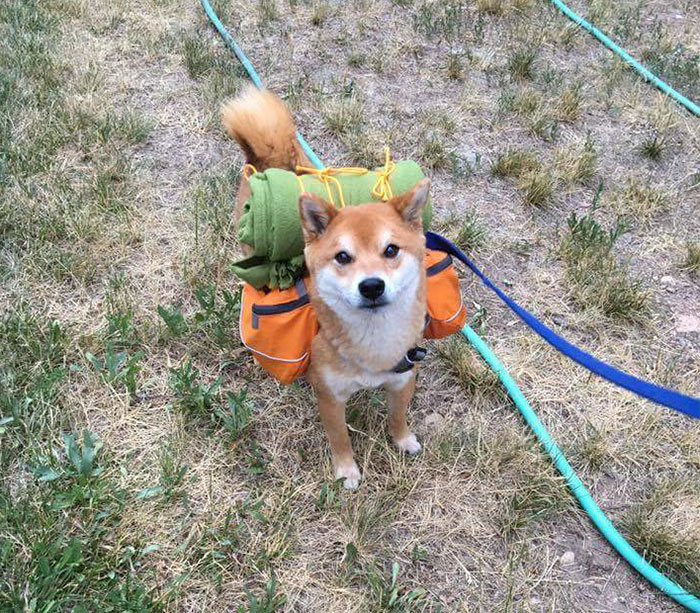 Adventure Shibe Reporting For Duty