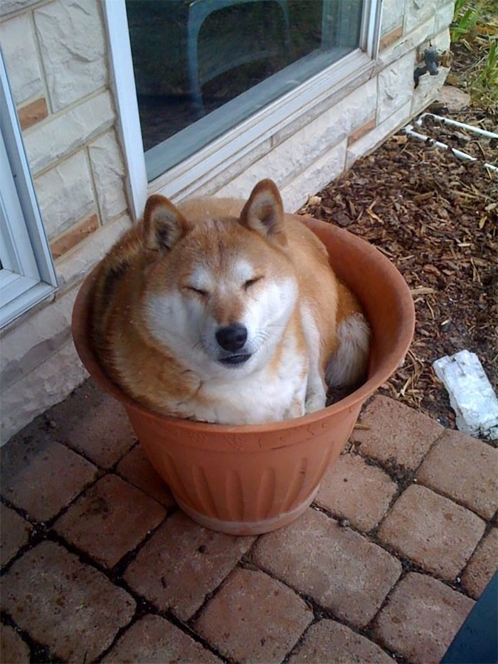 My Shiba Inu Loki Hiding From The Cold In His Flower Pot