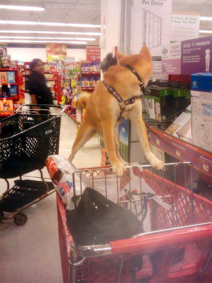 She Didn't Want To Get In The Cart At Petsmart. Shibas Are So Stubborn
