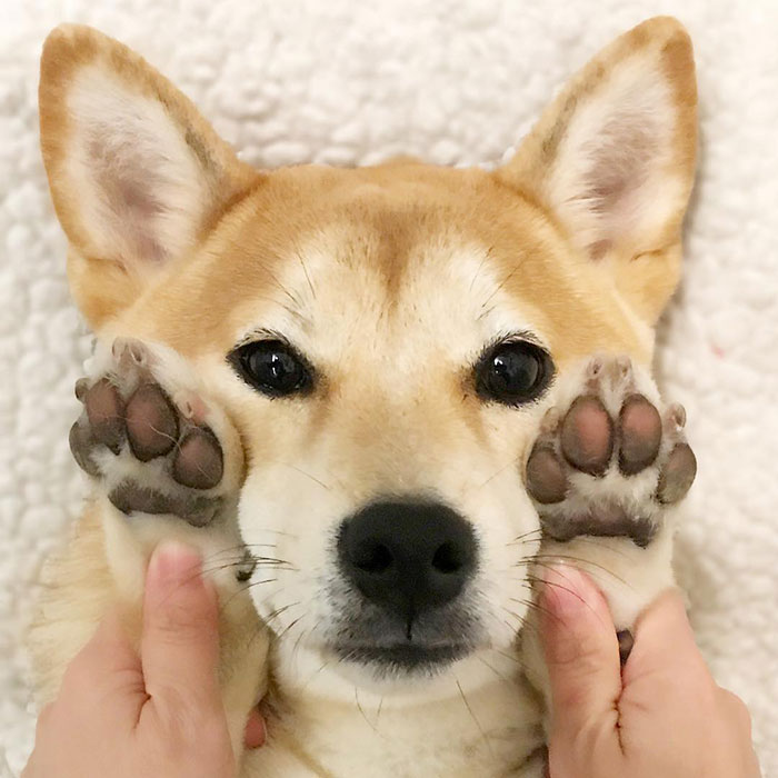 My Paws Are Not Pinkish Anymore