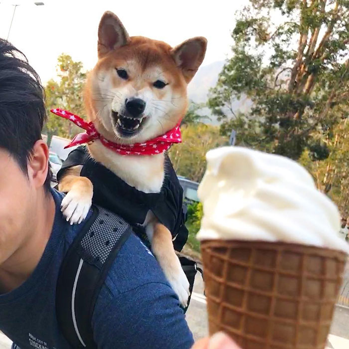 Relationship Between Shiba Inu And Ice-Cream