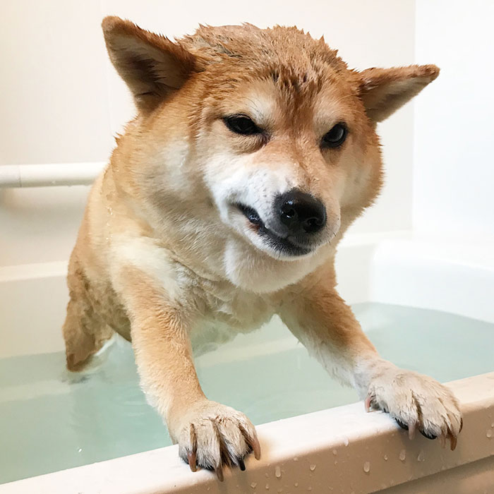 Oh No, Not A Bath Time Again