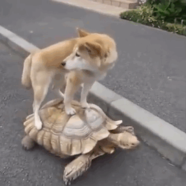 Doge Rides On The Back Of A Turtle