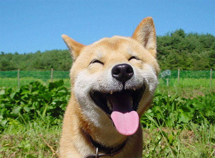 Happy Doge