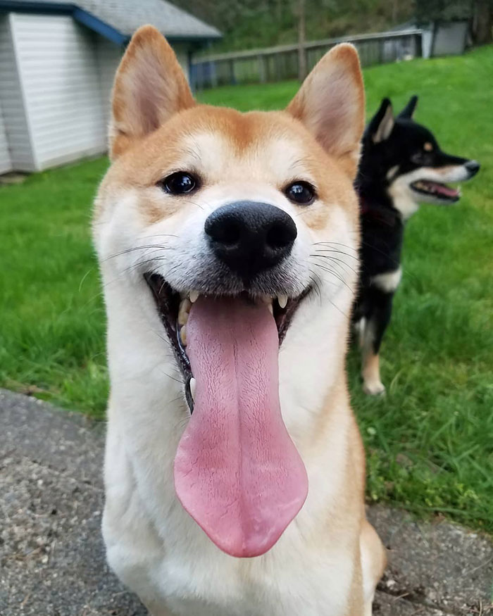Sun's Out, Tongues Out