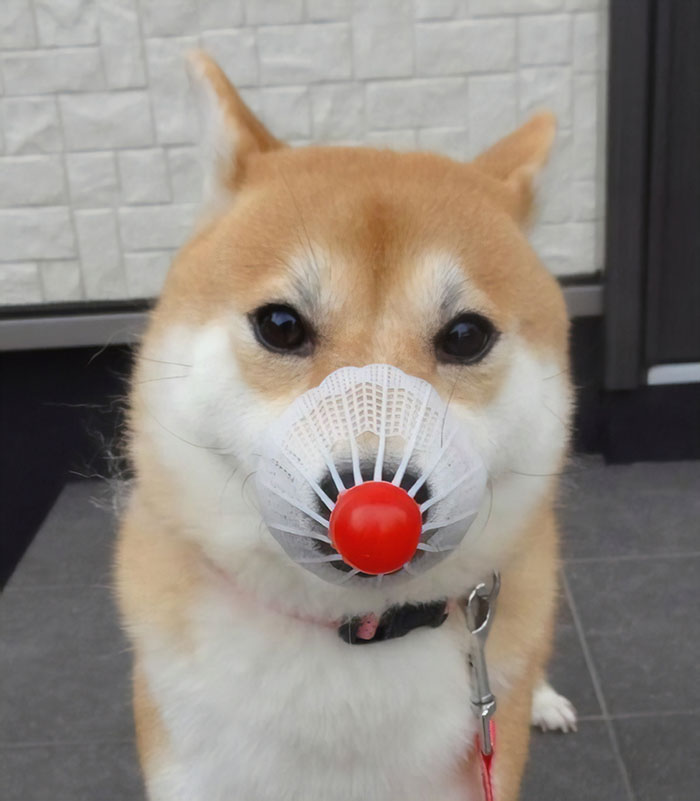 Rudolph The Red Nosed Doge