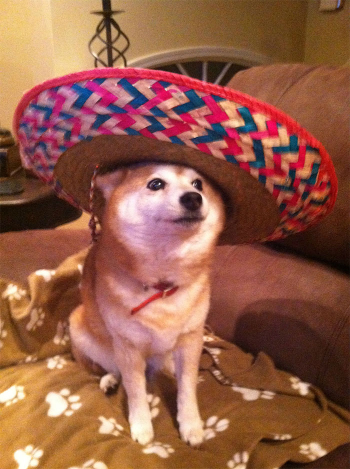 Shiba In A Sombrero