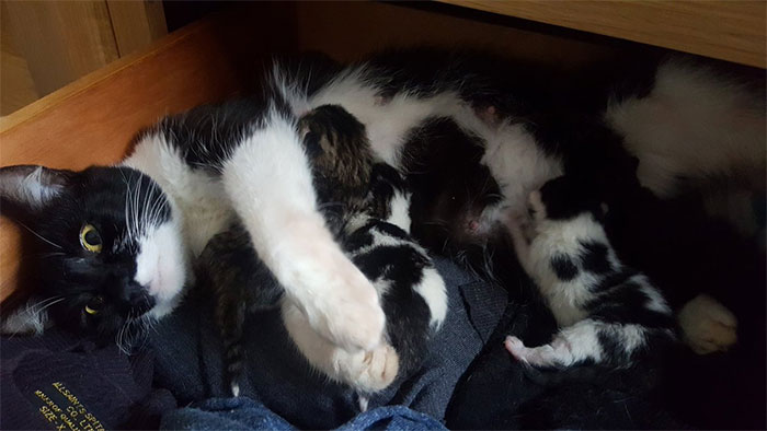 Guy Goes To His Bedroom To Grab A Sweater, Finds A Cat That Just Gave Birth Instead, And The Cat Isn't Even His