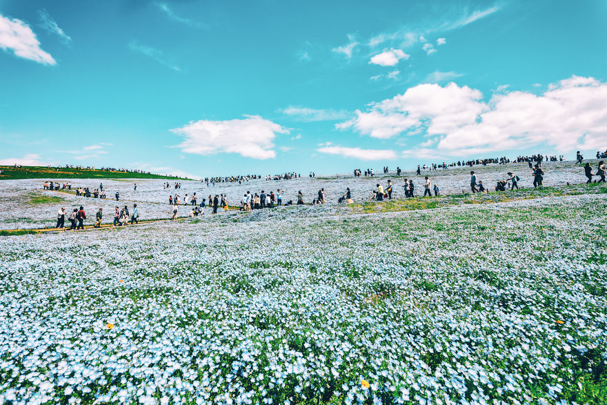 I Photographed This Incredible Park In Japan With 4.5 Million Blooming Baby Blue Eyes
