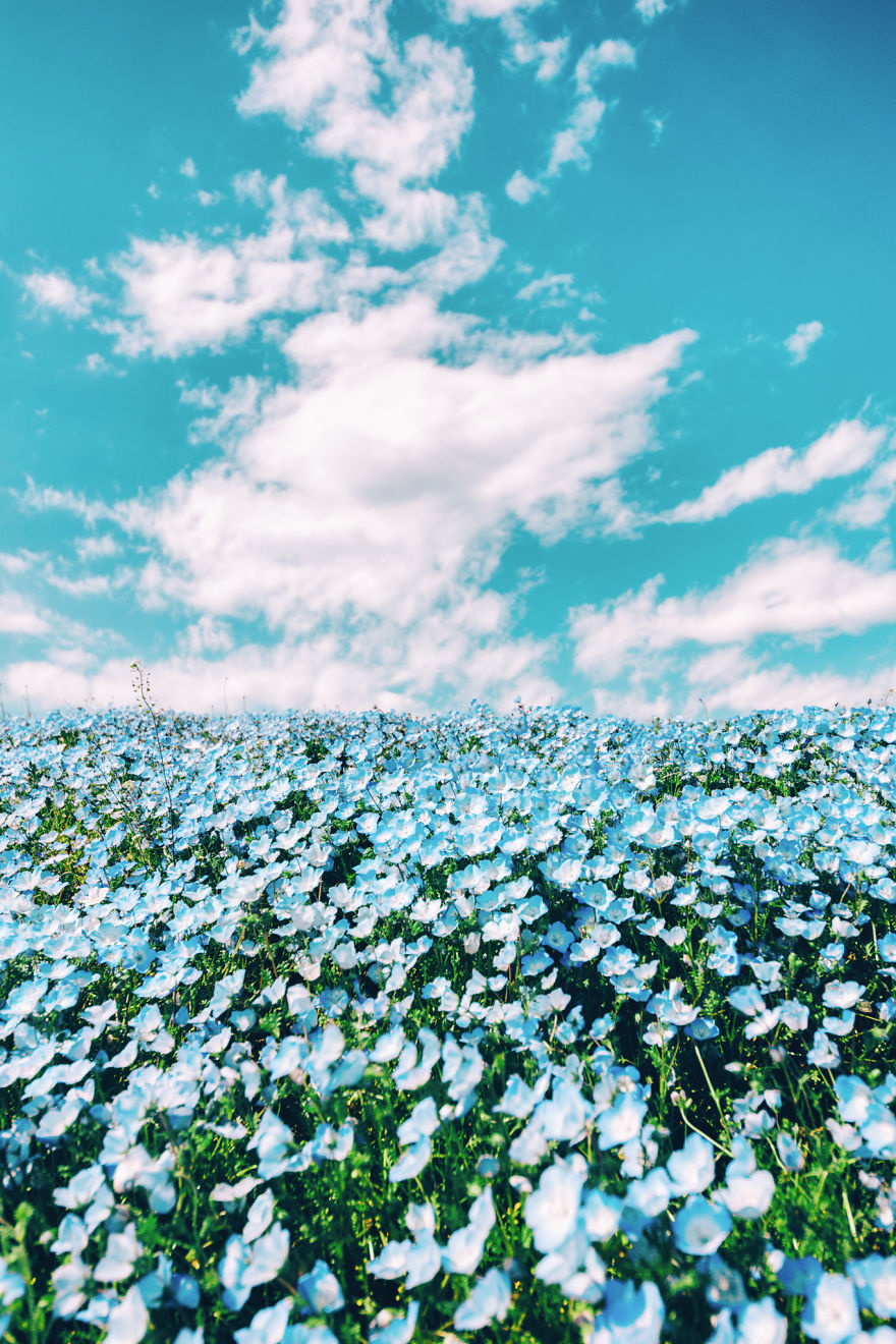 I Photographed This Incredible Park In Japan With 4.5 Million Blooming Baby Blue Eyes