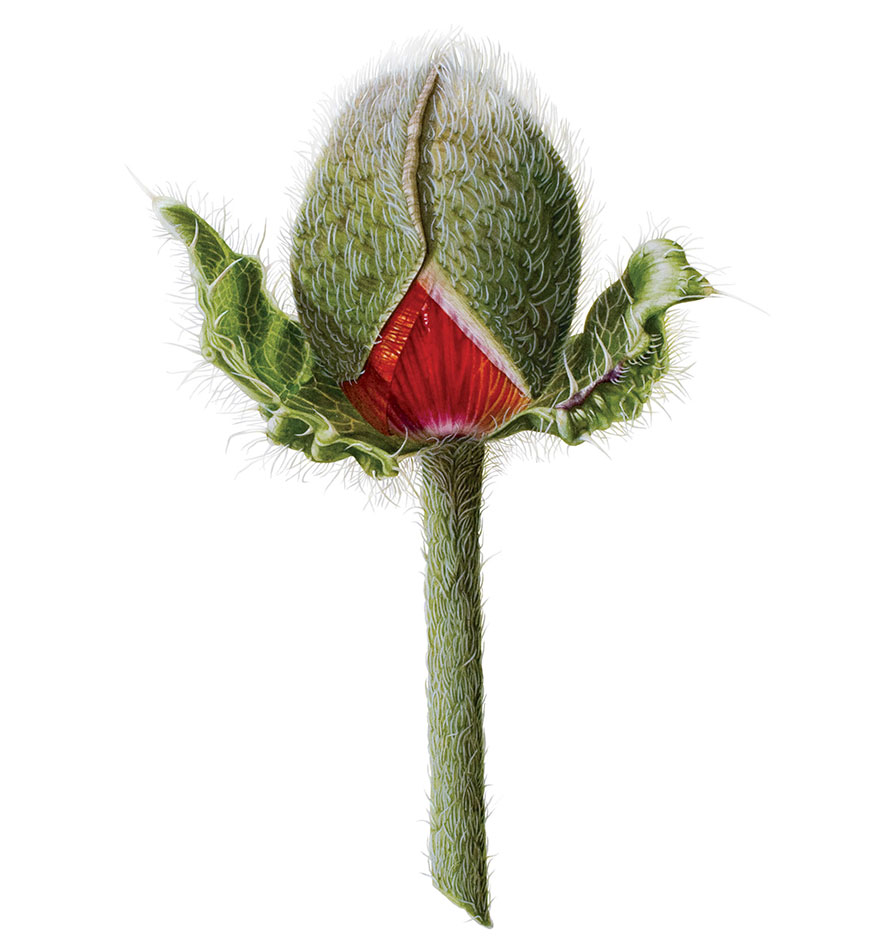I Painted A Poppy Flower From Birth To Death In Watercolor