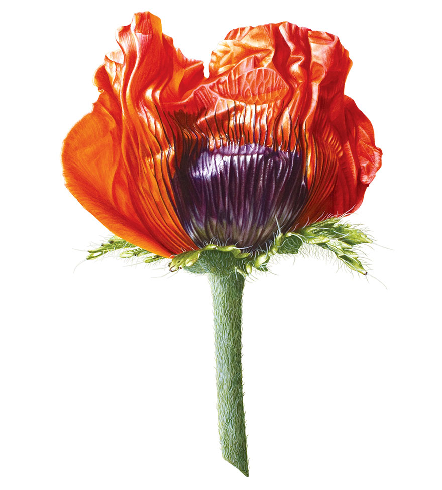 I Painted A Poppy Flower From Birth To Death In Watercolor