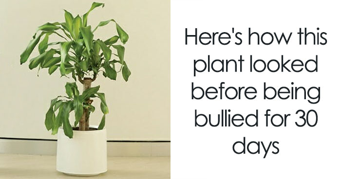 IKEA Asks People To Bully This Plant For 30 Days To See What Happens, And Results Are Eyeopening
