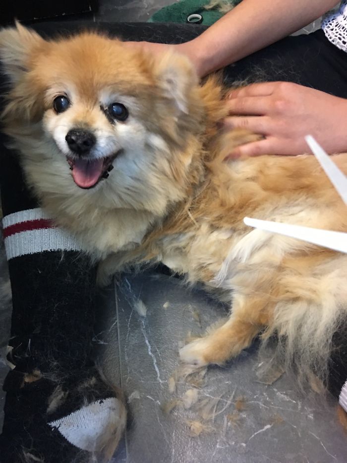 Cutting All My Old Man Pomeranian&rsquo;s Fur Off
