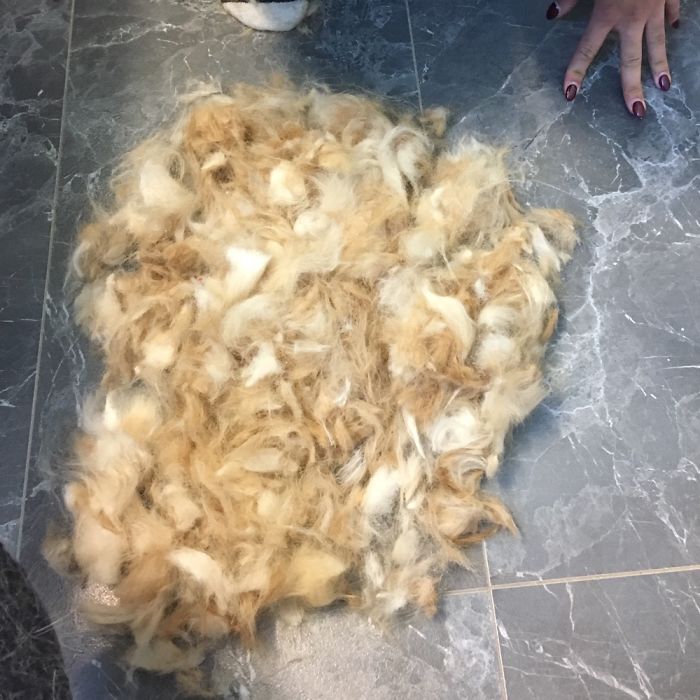 Cutting All My Old Man Pomeranian&rsquo;s Fur Off