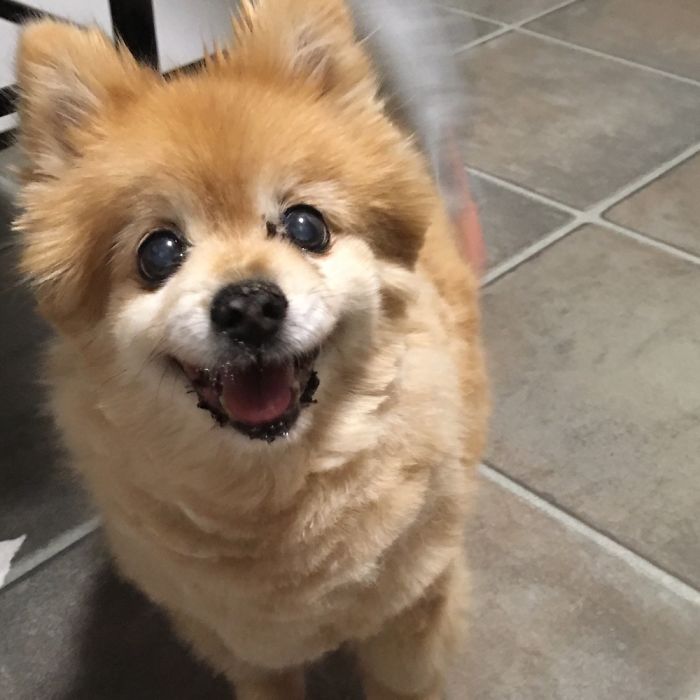 Cutting All My Old Man Pomeranian&rsquo;s Fur Off