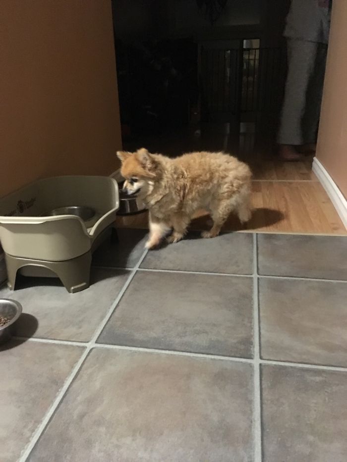 Cutting All My Old Man Pomeranian&rsquo;s Fur Off