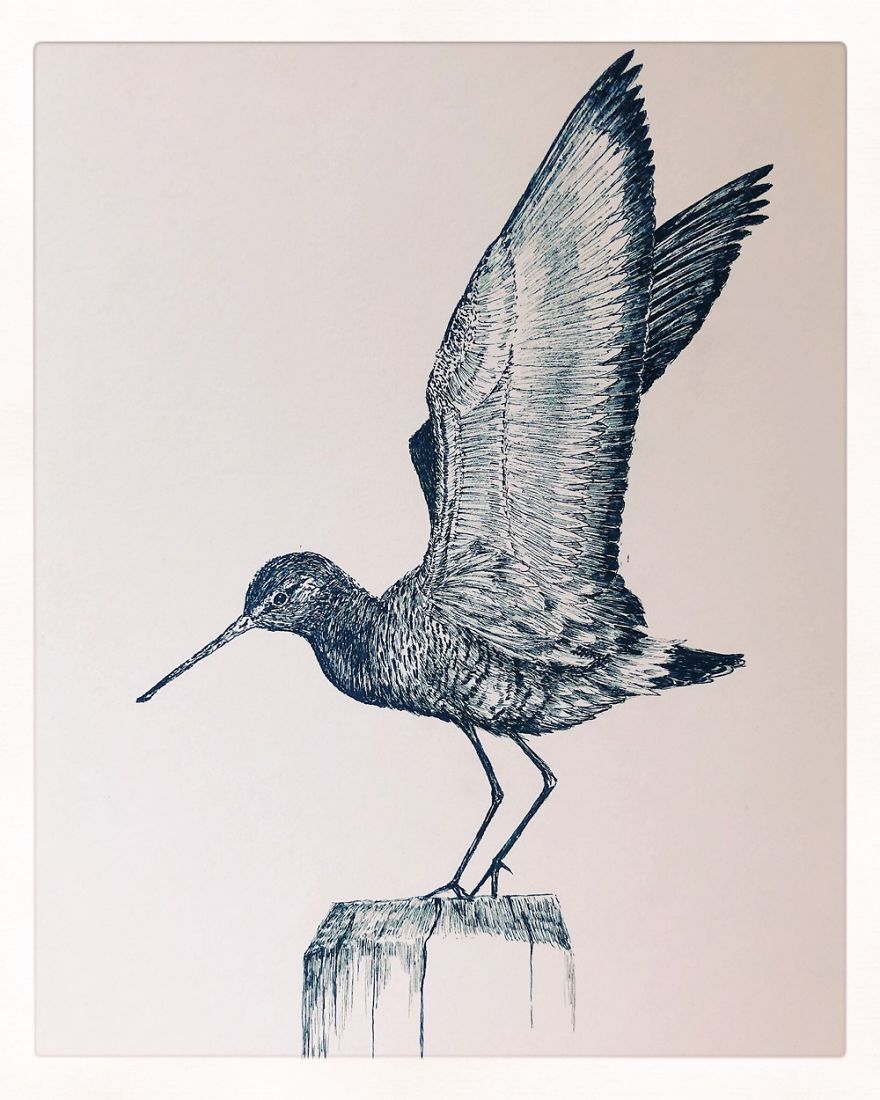 Birds By Bas Geeraets