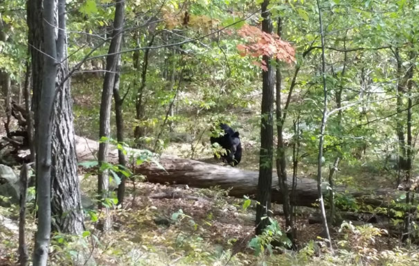 Picture of black bear at the woods