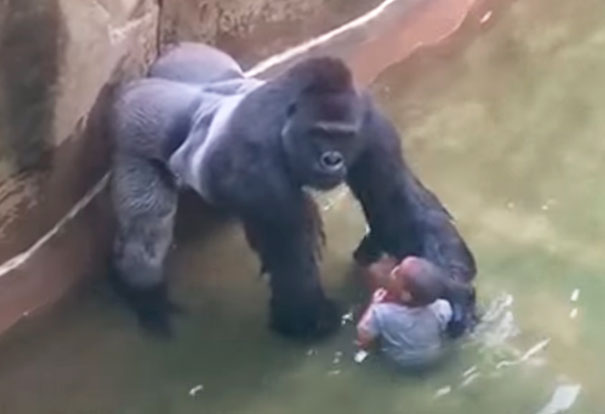 Harambe with child at the Cincinnati Zoo