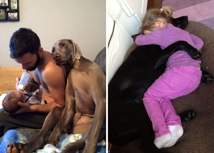 30 Examples Of Unconditional Doggo Love That Will Melt Your Heart