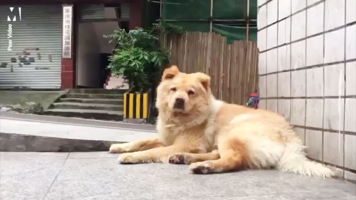 This Dog Spends 12 Hours Every Day Looking Towards The Station, Proves We Do Not Deserve Dogs
