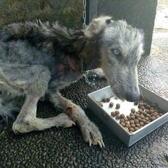 This Husky Was Found So Malnourished She Looked Like A Skeleton, 10 Months Later She's Unrecognizable