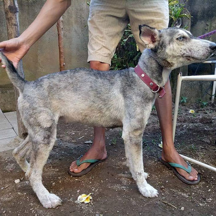 This Husky Was Found So Malnourished She Looked Like A Skeleton, 10 Months Later She's Unrecognizable