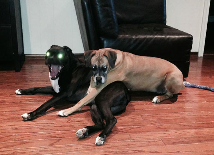 I Tried To Photograph A Sweet Moment Of My Dogs Cuddling, Instead I Captured The Spawn Of Satan
