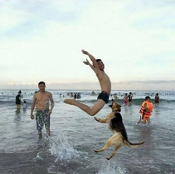It Was At That Moment Dave Realized That Teaching His Dog To Catch Frankfurters Was A Bad Idea