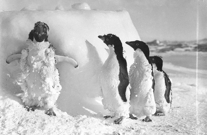 Ice Cased Adelie Penguins After A Blizzard At Cape Denison