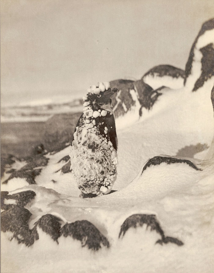 Frozen Adelie Penguin, Antarctica