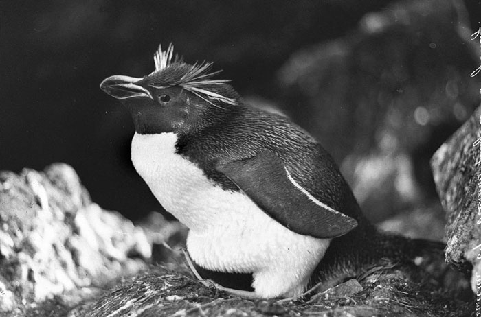 Victoria Penguin