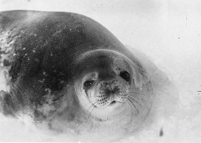 Weddell Seal In Shackleton Ice Shelf, Antarctica
