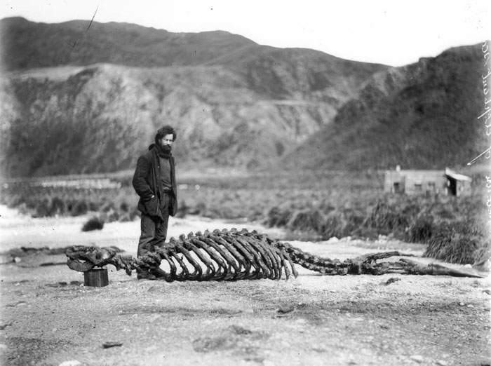 Skeleton Of Sea-Elephant & Harold Hamilton