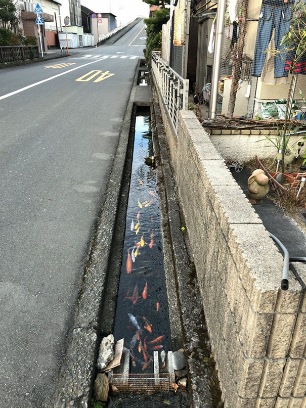 Koi                                                          Fishes Even                                                          Live In                                                          Drainage                                                          Channels In                                                          Japan