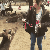 In Japan, Even The Deer Are Polite