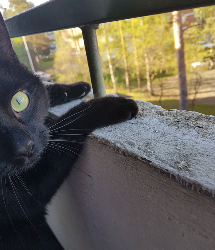People Are Laughing At The Way This Cat Reacts To Being Allowed On The Balcony For The First Time