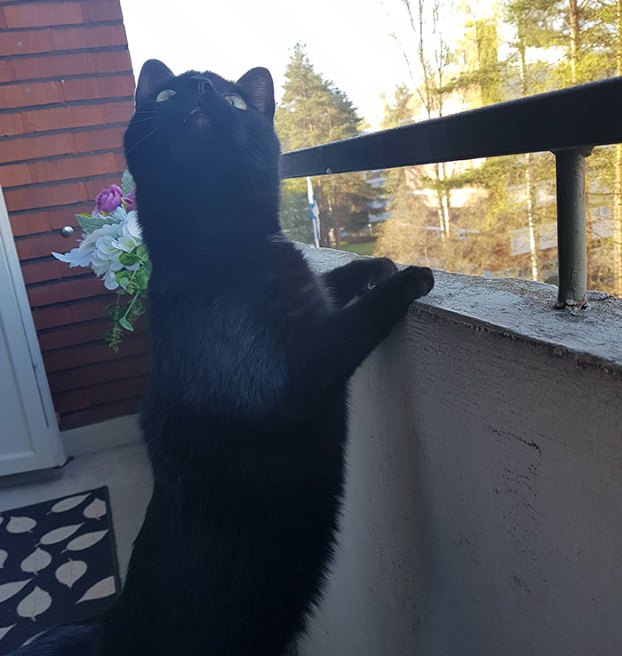 People Are Laughing At The Way This Cat Reacts To Being Allowed On The Balcony For The First Time