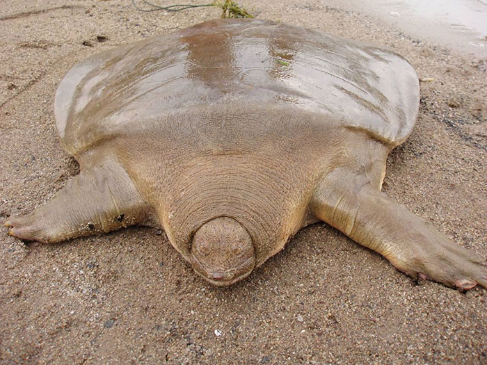 Cantor's Giant Softshell Turtle