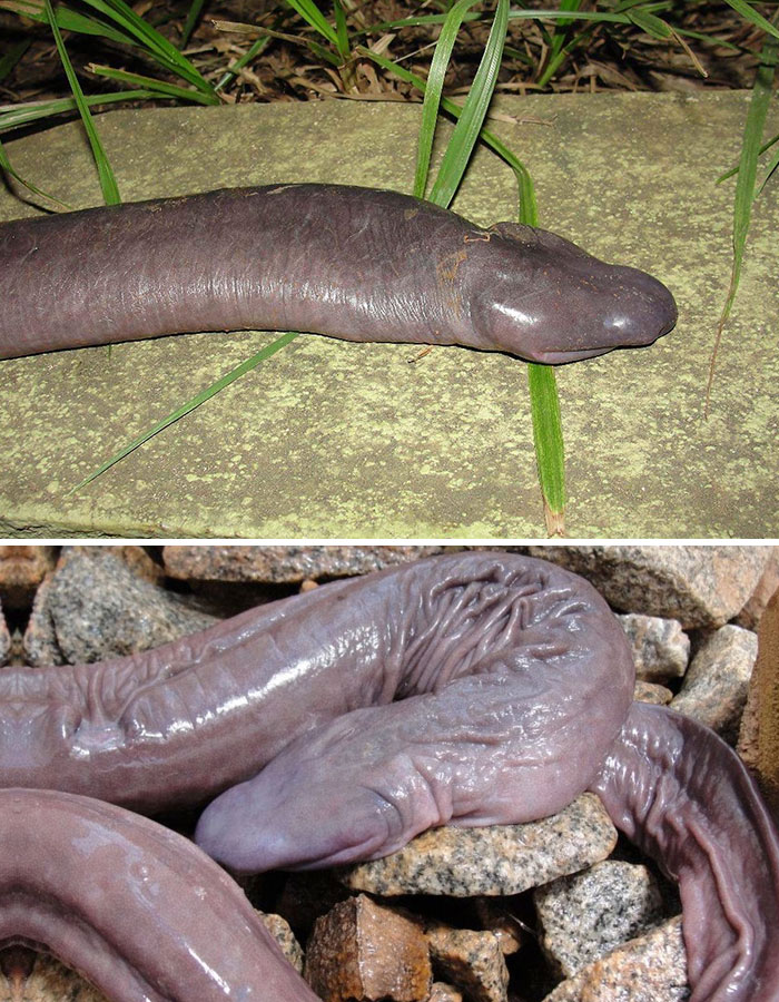 Atretochoana Eiselti Or 'Penis Snake'