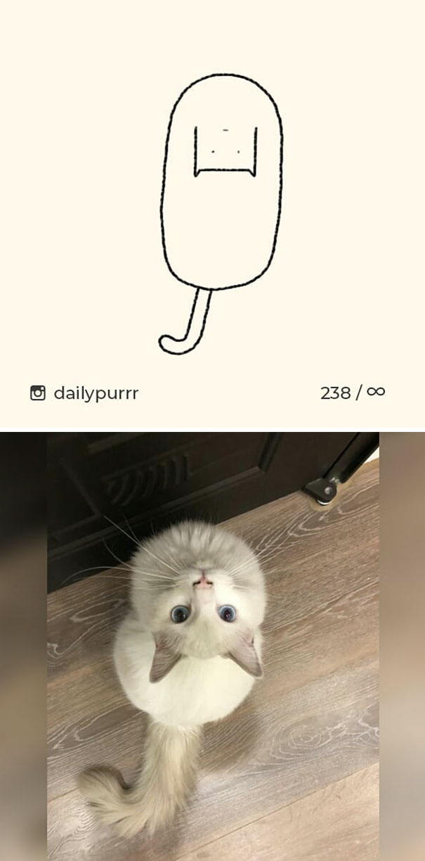 Stupid-Cat Drawings-Dailypurrr