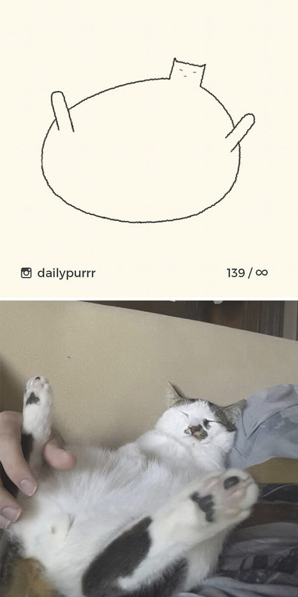 Stupid-Cat Drawings-Dailypurrr
