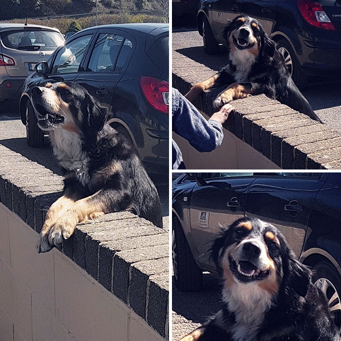 This Dog Lives Beside My Sister's School, He Drops By And Waits Patiently For The Kids To Pet Him