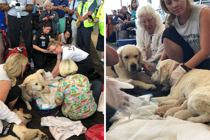 With The Help Of ARFF Paramedics, Service Dog Eleanor Rigby Delivered 8 Puppies In The Middle Of Tampa International Airport