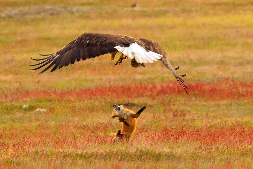 Este fotógrafo captó la increíble batalla entre un zorro y un águila por un conejo, y cada foto es más épica que la anterior