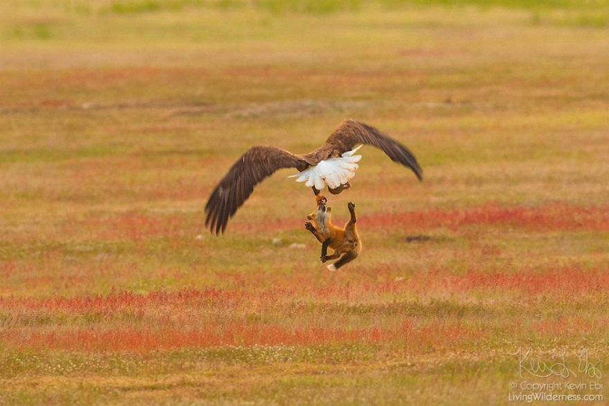 Photographer Shoots Epic Battle Between Fox And Eagle Over Rabbit, And It Gets More And More Epic With Each Photo
