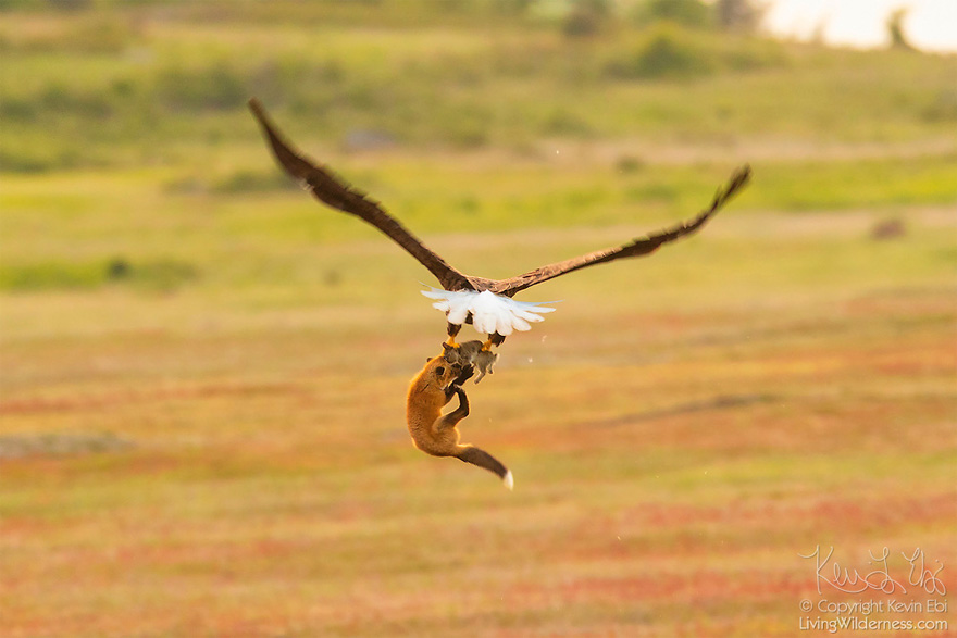 Photographer Shoots Epic Battle Between Fox And Eagle Over Rabbit, And It Gets More And More Epic With Each Photo