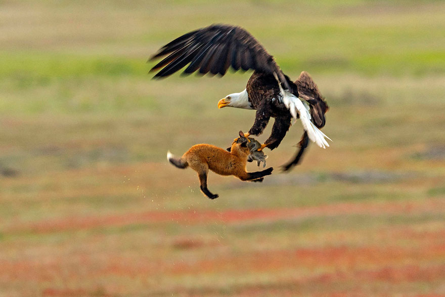Este fotógrafo captó la increíble batalla entre un zorro y un águila por un conejo, y cada foto es más épica que la anterior